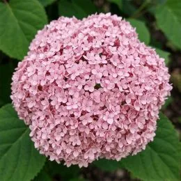 Гортензія деревоподібна Candybelle Bubblegum фото