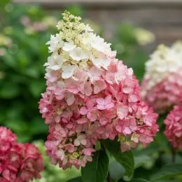 Гортензія Red Velvet фото