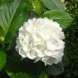 Гортензія Macrophylla Alba фото
