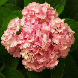 Гортензія Silky Pink фото