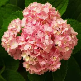 Гортензія Silky Pink фото