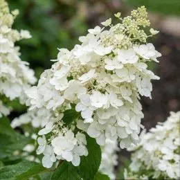Гортензія White Lady фото