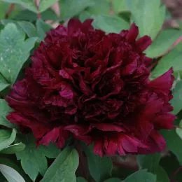 Півонія Fragrant Champion Guan Qun Fang деревовидна фото