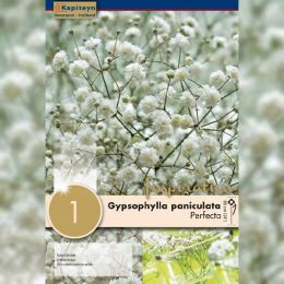 Гіпсофілла Snowflake Kapiteyn (Брендові саджанці KAPITEYN®) фото
