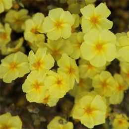 Геліантемум Wisley Primrose фото