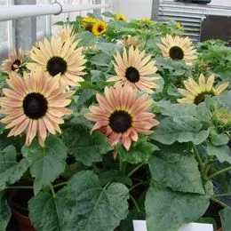 Соняшник Suntasctic Lemon Bicolor фото