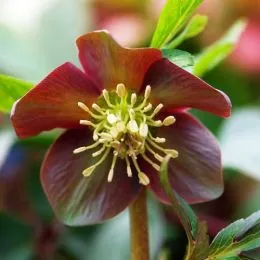 Морозник Purpurascens фото