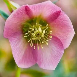 Морозник Prince Picotee-Pink фото