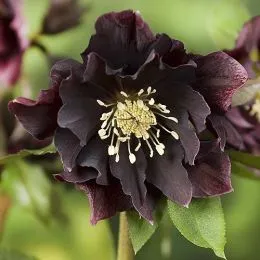 Морозник Double Ellen Purple фото