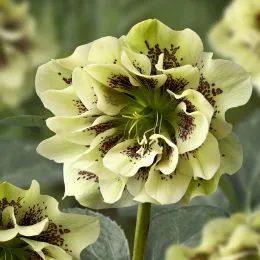 Морозник Double Ellen Spotted Yellow  фото