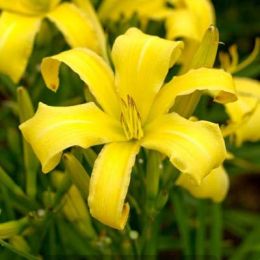 Лілейник Lemon Madeline фото