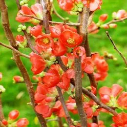 Хеномелес Rubra фото