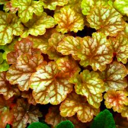 Гейхера Ginger Ale фото