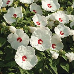 Гібіскус садовий Luna White фото
