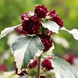 Гібіскус сирійський Purpureus Variegatus фото