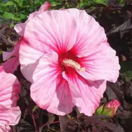 Гібіскус садовий Pink Candy фото