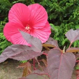 Гібіскус садовий Pink Passion фото