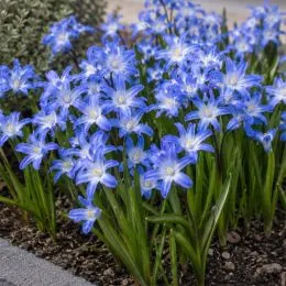 Хіонодокса Blue Giant фото