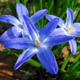 Хіонодокса Luciliae 100 шт/уп фото
