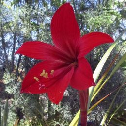 Гіппеастрелія Red фото