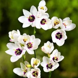 Іксія Hogarth фото