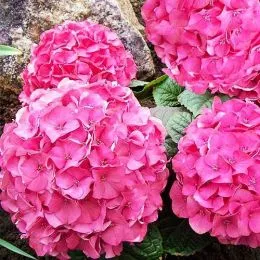 Гортензія Pretty Pink фото