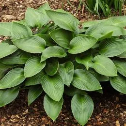 Хоста Green (Грін) фото
