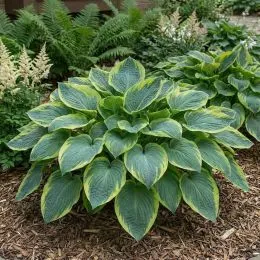 Хоста Tokudama Flavocircinalis фото