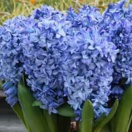 Гіацинт Махровий Blue Tango (горщик 7 см) фото
