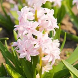 Гіацинт махровий Chestnut Flower фото