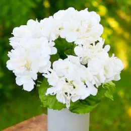 Гортензія Ivory фото
