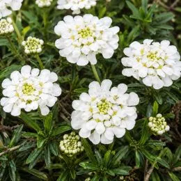 Іберіс Snowflake фото