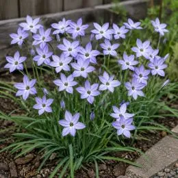 Іфейон Wisley Blue фото