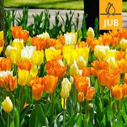 Мікс ландшафтний Imperial Friends Мікс (Брендові цибулини Jub Holland) фото