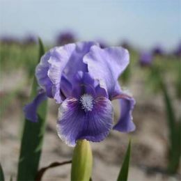 Ірис Pumila Banburry Ruffles фото