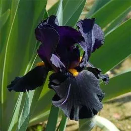 Ірис Black Night фото