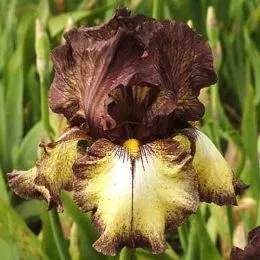 Ірис Burgundy Brown фото