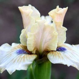 Ірис Cachet фото