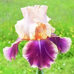 Ірис Carnaby фото