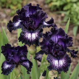 Ірис Dancing In The Dark фото