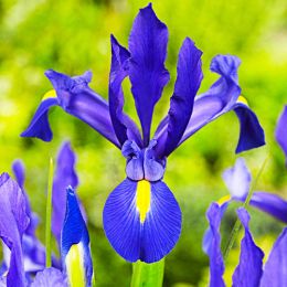 Ірис Hollandica Discovery 8/9 фото