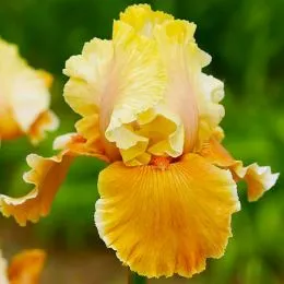 Ірис English Charm фото