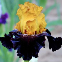 Ірис Germanica Rise Like A Phoenix фото