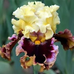 Ірис Higher Love фото