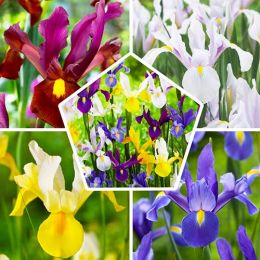 Ірис Hollandica Mix 9/10 фото