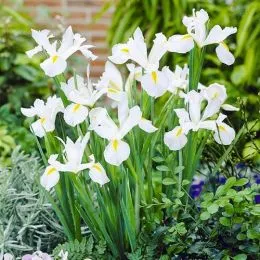 Ірис Hollandica White фото