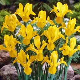 Ірис Hollandica Yellow фото