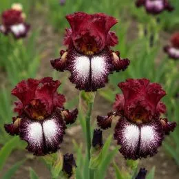Ірис Huckleberry Sundae фото