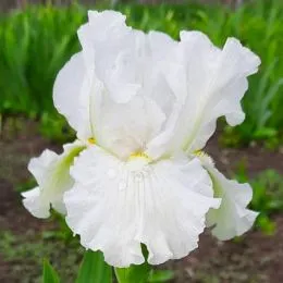 Ірис Intermedia Frosty Elegance фото