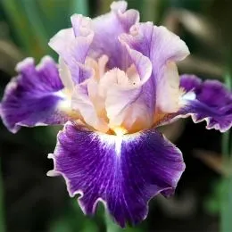 Ірис Intermedia Signorina фото